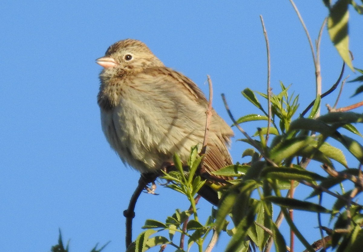 Vesper Sparrow - Greg Cross