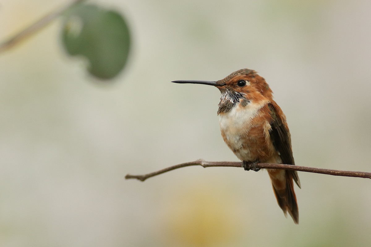 Rufous Hummingbird - Jonathan Eckerson