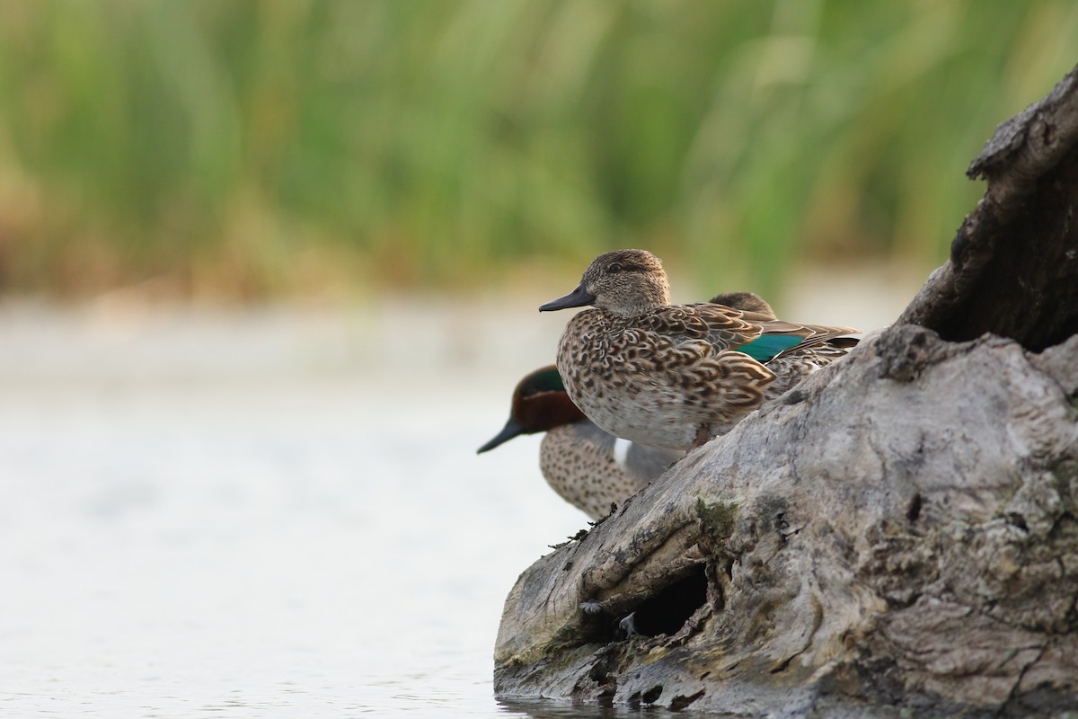 Green-winged Teal (American) - Jonathan Eckerson