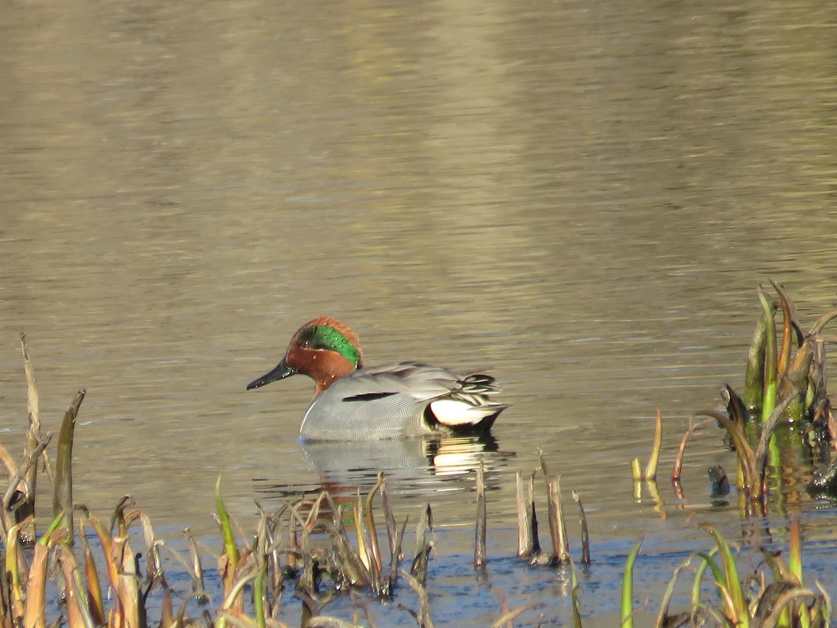 Green-winged Teal - ML90317251