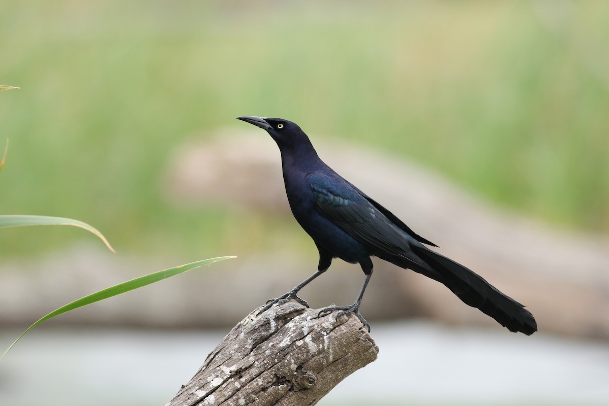 Great-tailed Grackle - Jonathan Eckerson
