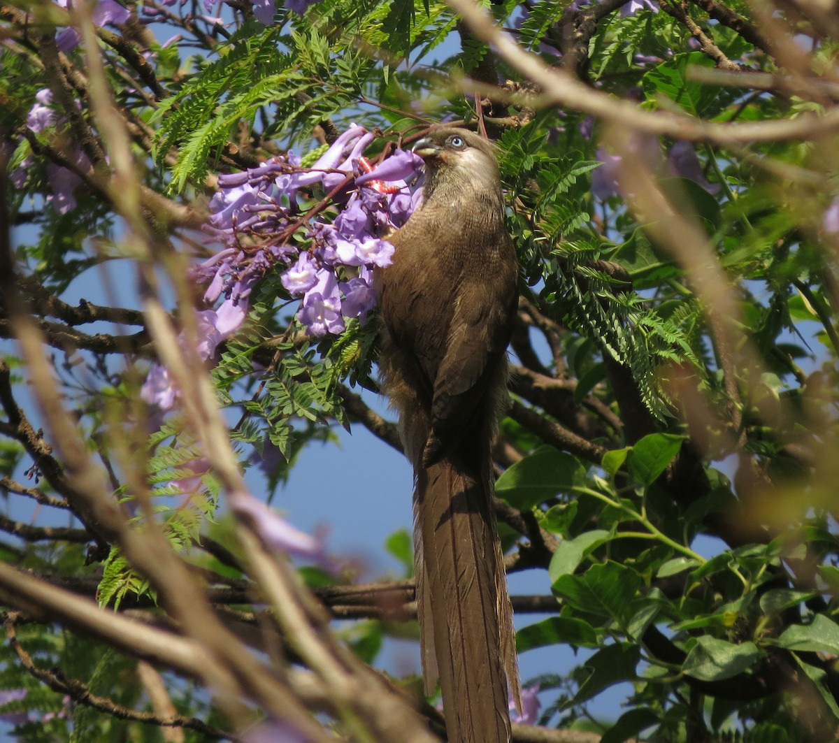 Speckled Mousebird - ML90317981