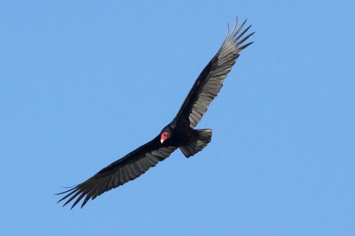 Turkey Vulture - Daniel Tinoco