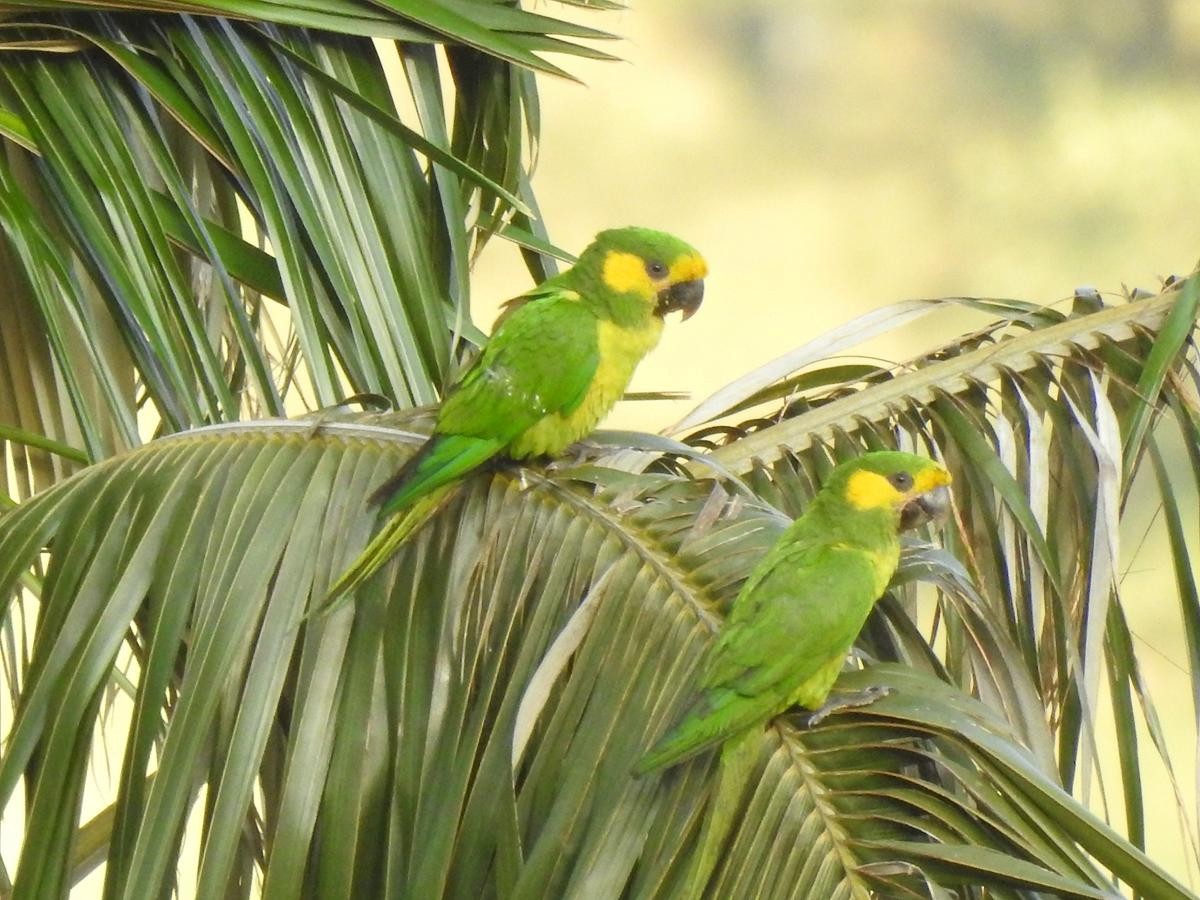 Yellow-eared Parrot - Diego DUQUE