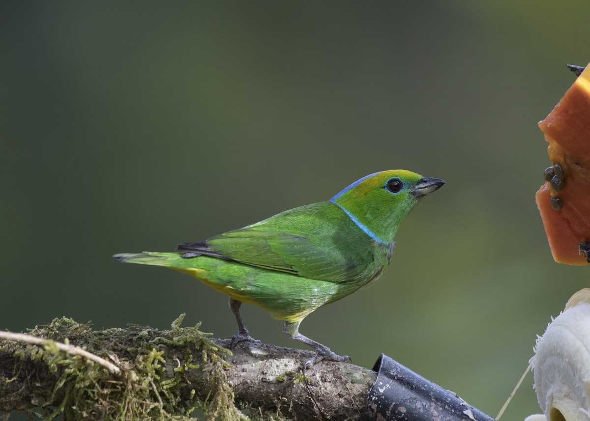 Golden-browed Chlorophonia - Anthony Kaduck