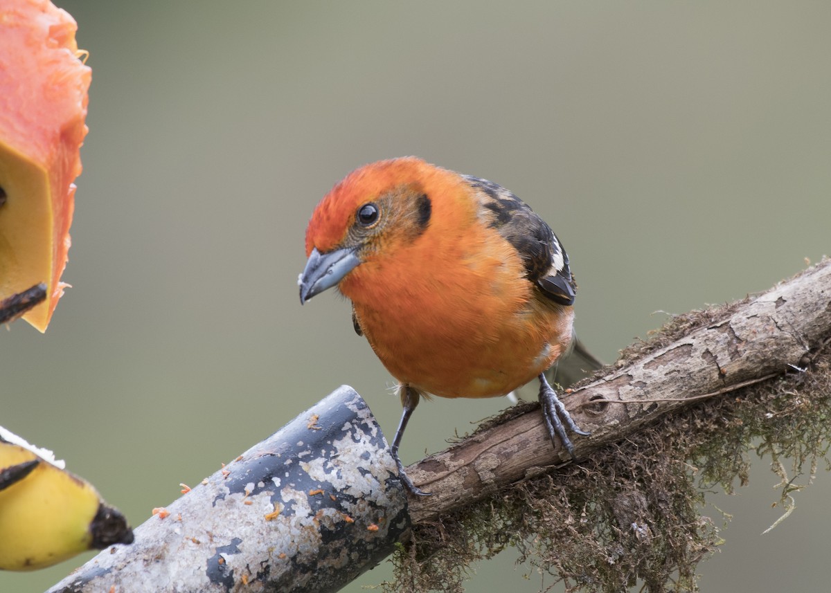 Flame-colored Tanager - ML90320441