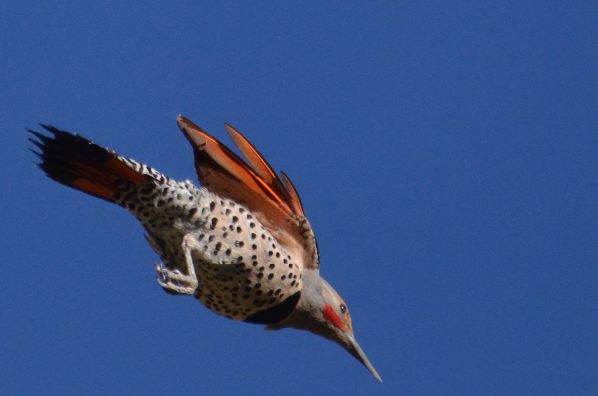 Northern Flicker (Red-shafted) - Marie O'Neill