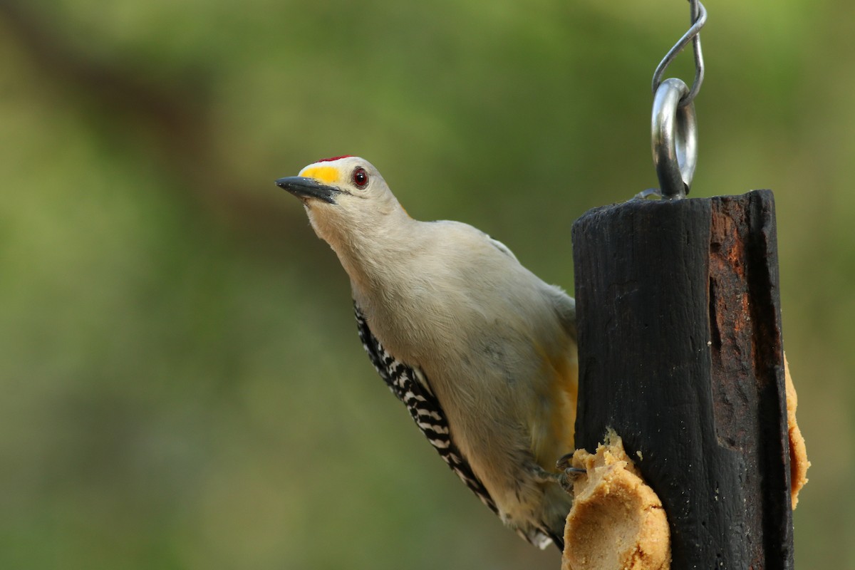 Golden-fronted Woodpecker (Northern) - Jonathan Eckerson