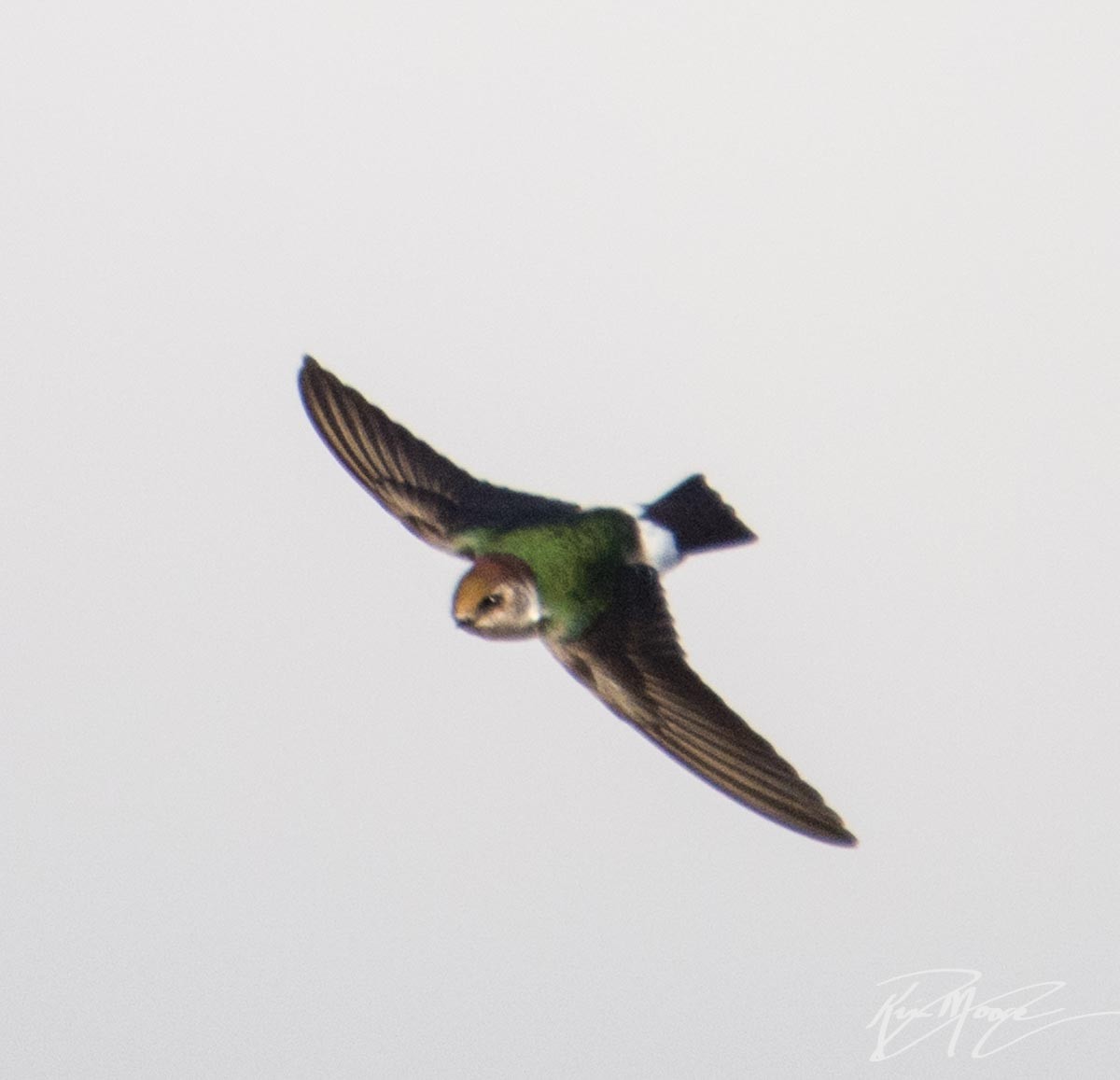 Violet-green Swallow - Kim Moore