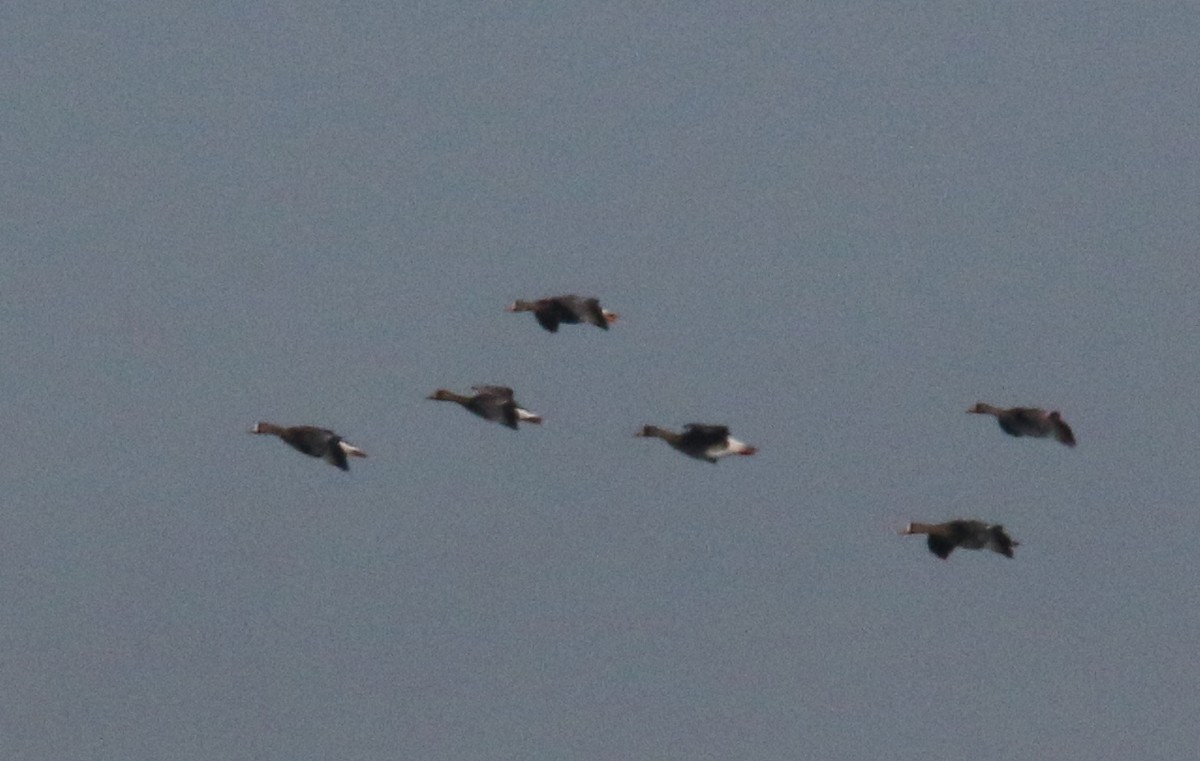 Greater White-fronted Goose - ML90324701
