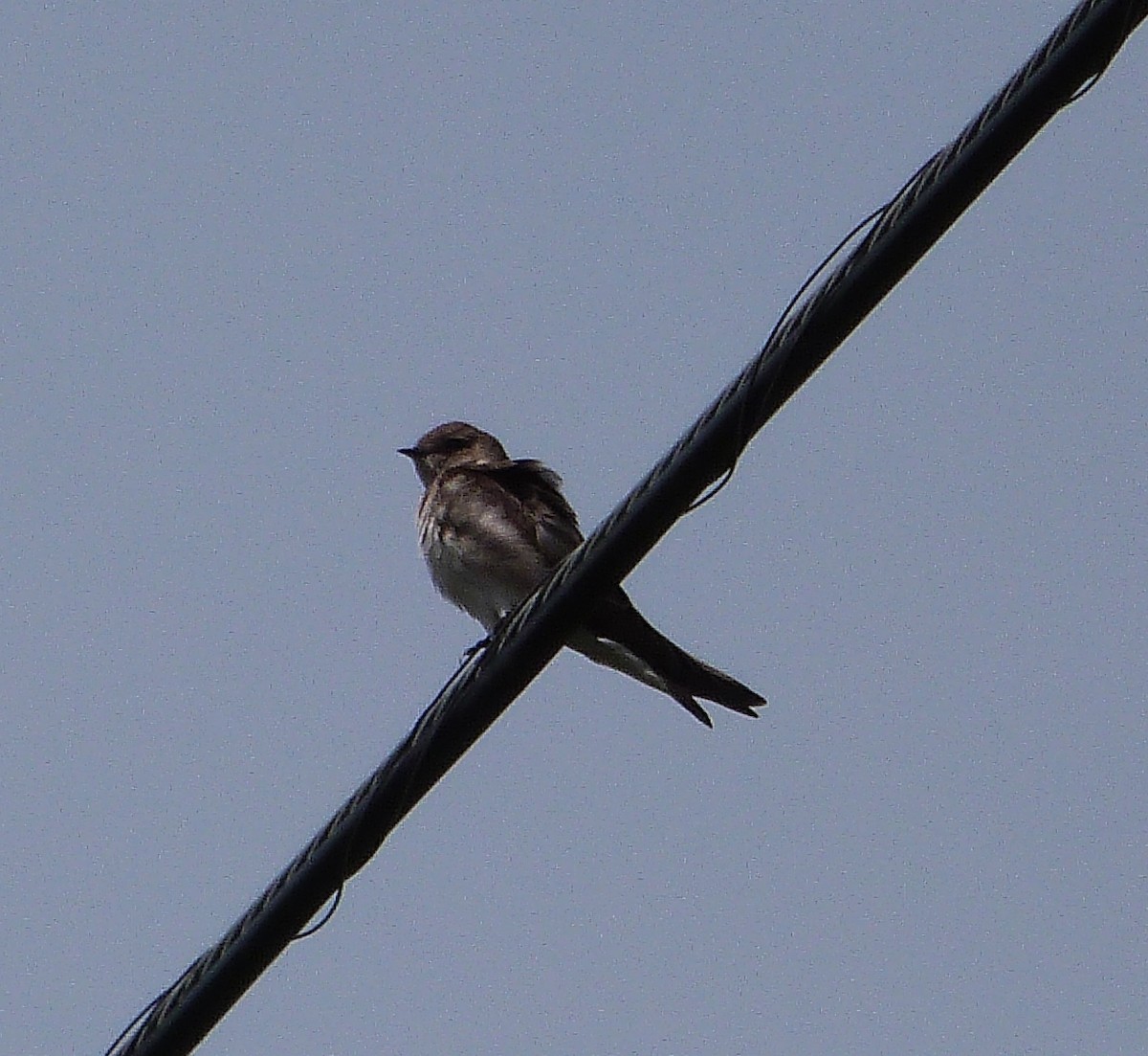Northern Rough-winged Swallow - ML90327851