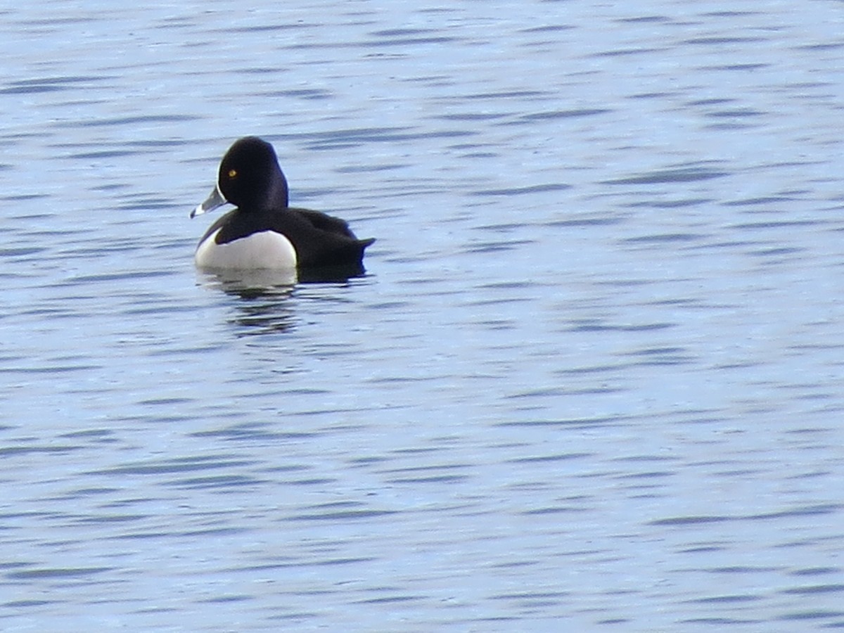 Ring-necked Duck - Mayte Torres
