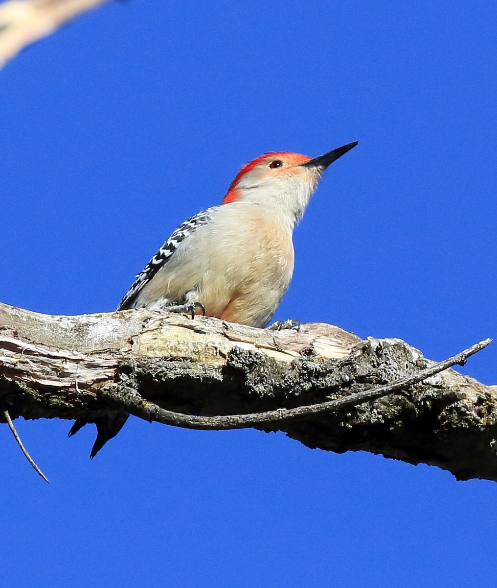 Red-bellied Woodpecker - ML90331161