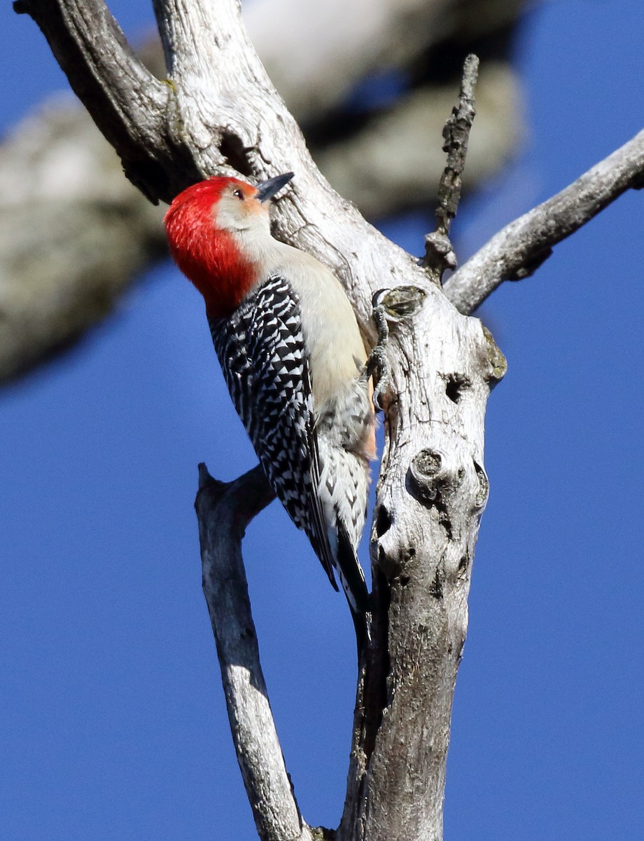 Red-bellied Woodpecker - ML90331171
