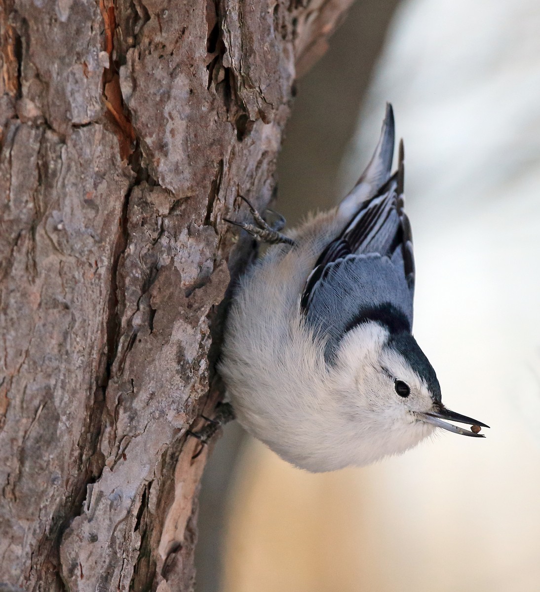 White-breasted Nuthatch - ML90331431