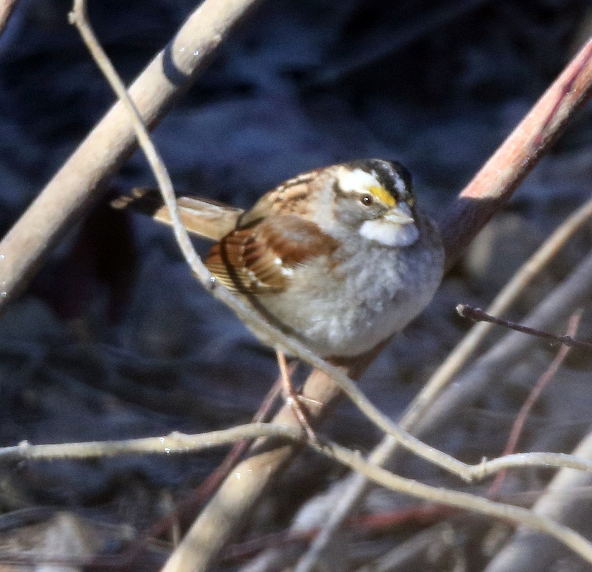 White-throated Sparrow - ML90331461