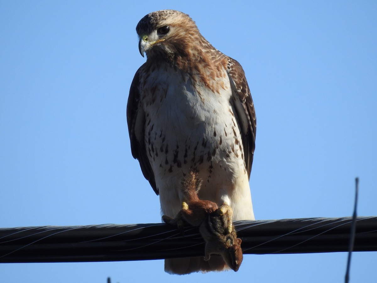 Red-tailed Hawk - Alec Napier