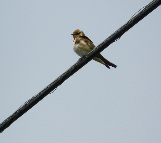 Northern Rough-winged Swallow - ML90334021