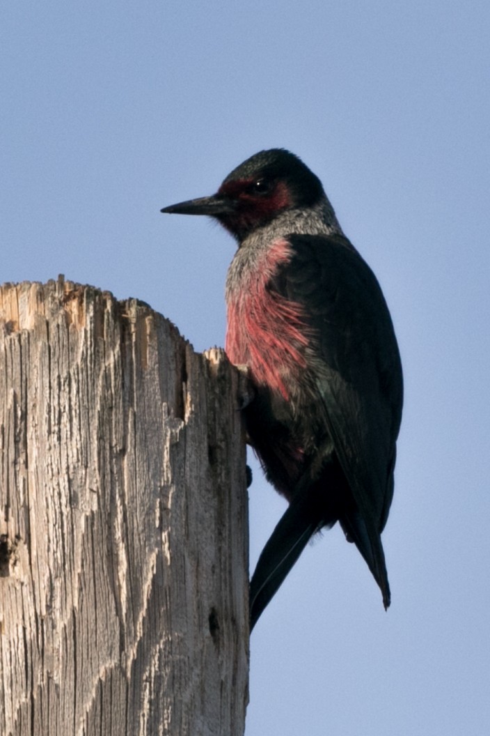 Lewis's Woodpecker - Jeremiah Psiropoulos
