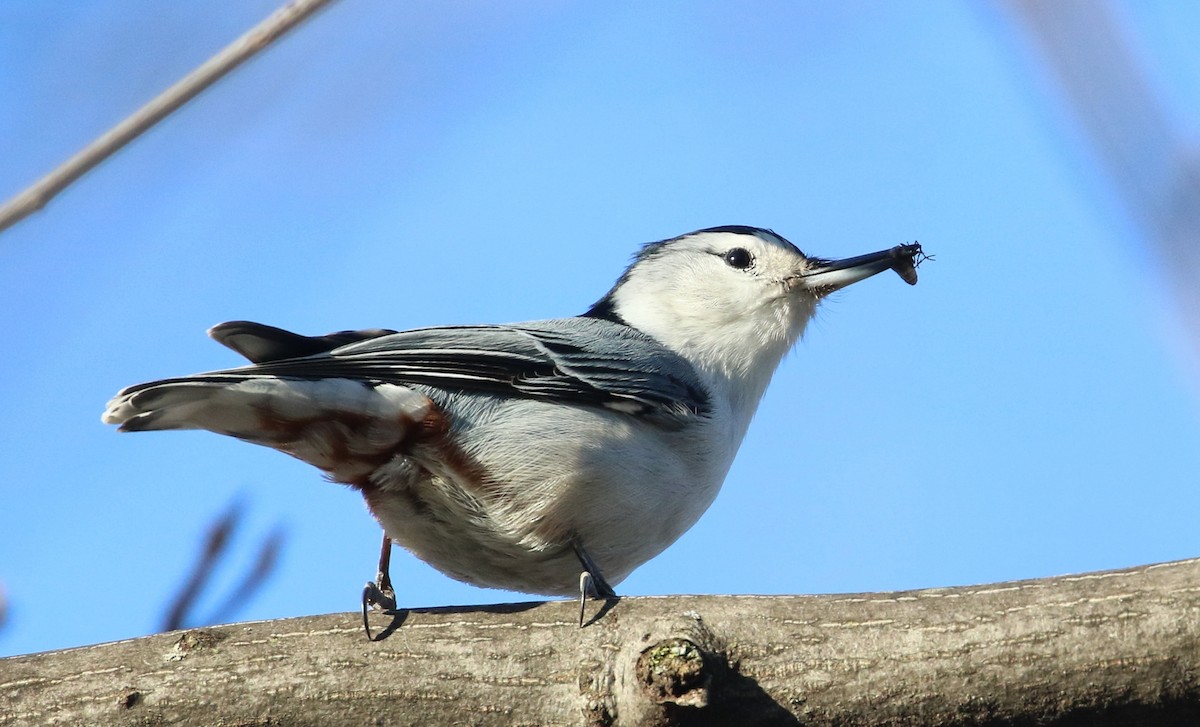 White-breasted Nuthatch - ML90339001