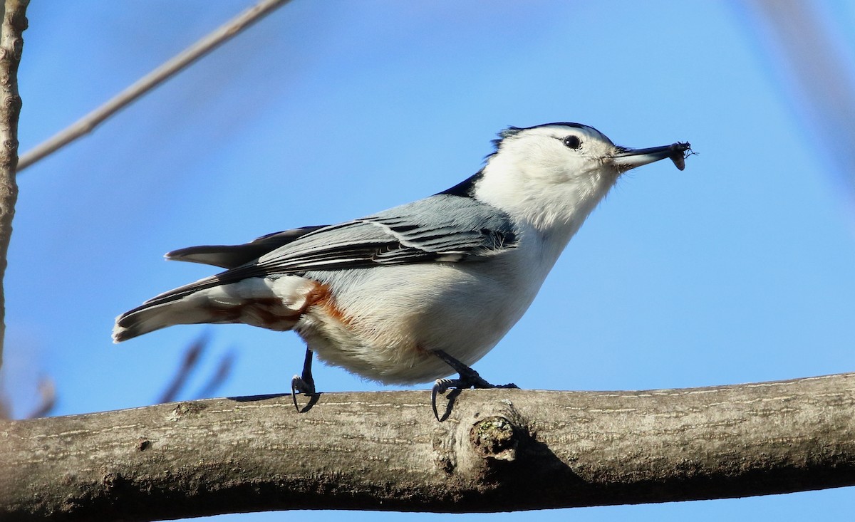 White-breasted Nuthatch - ML90339171