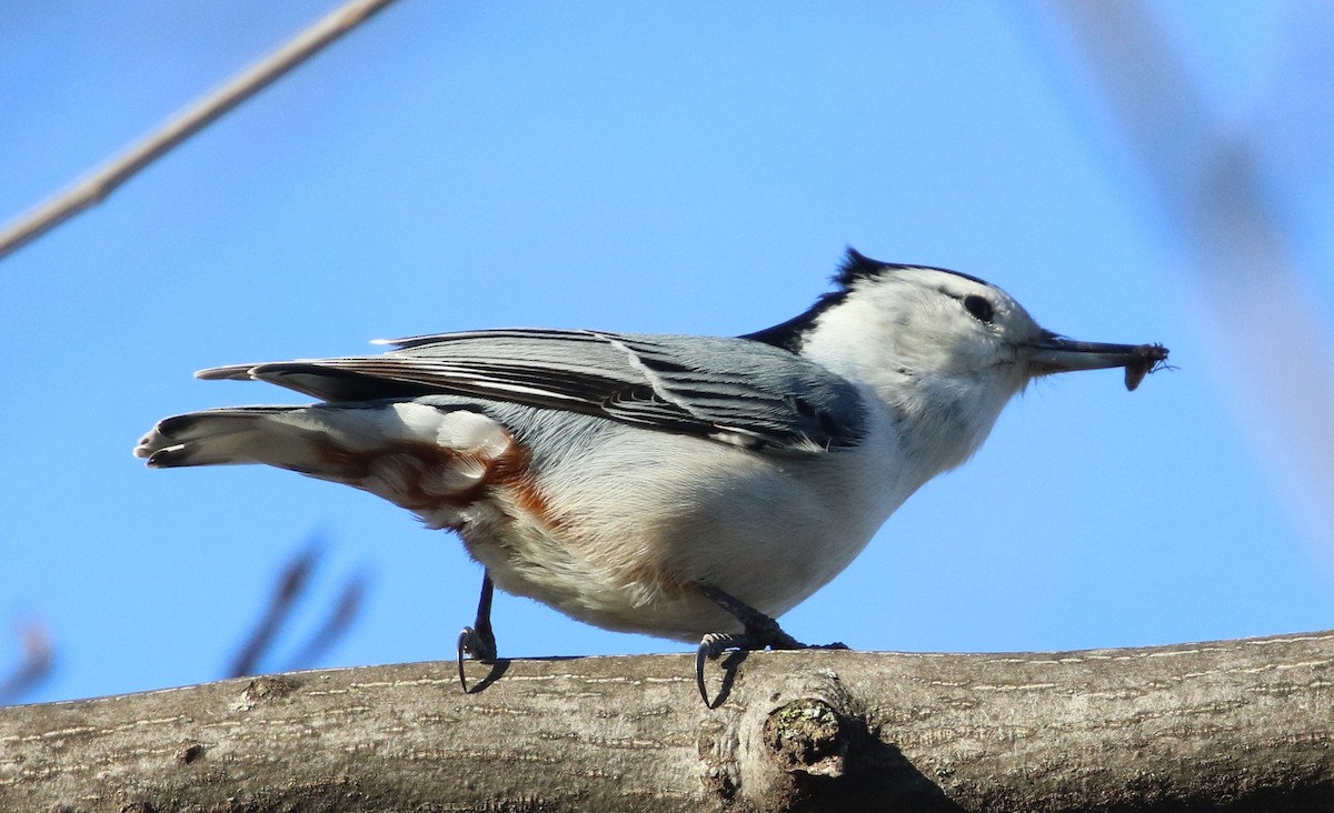 White-breasted Nuthatch - ML90339201