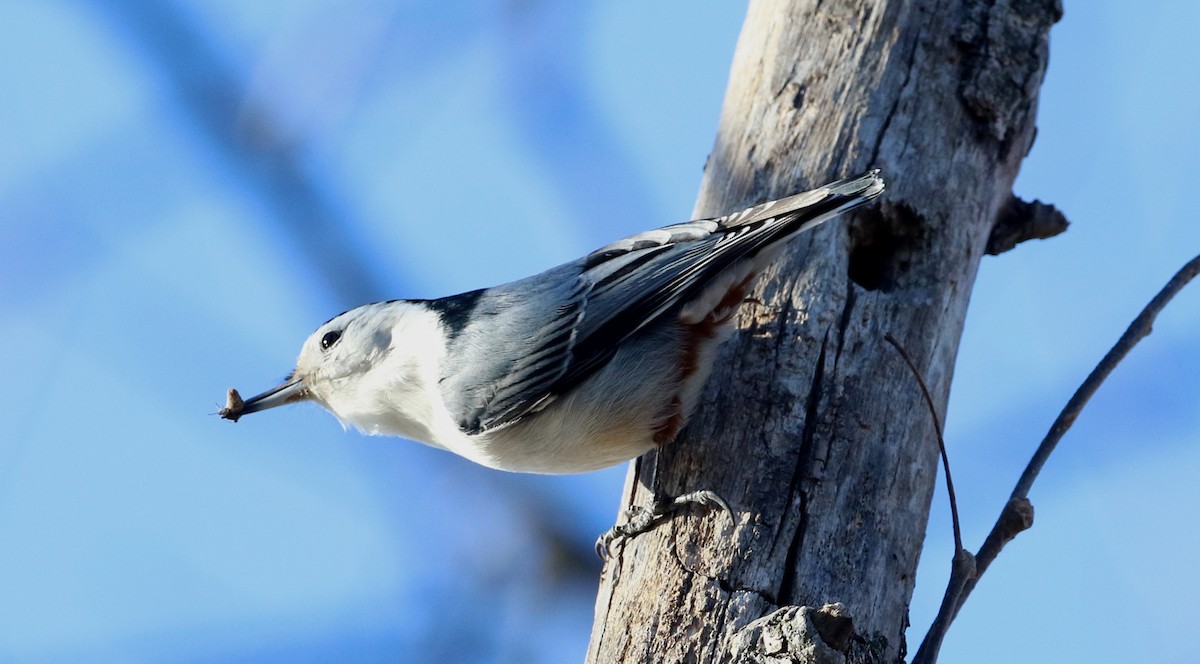 White-breasted Nuthatch - ML90339351