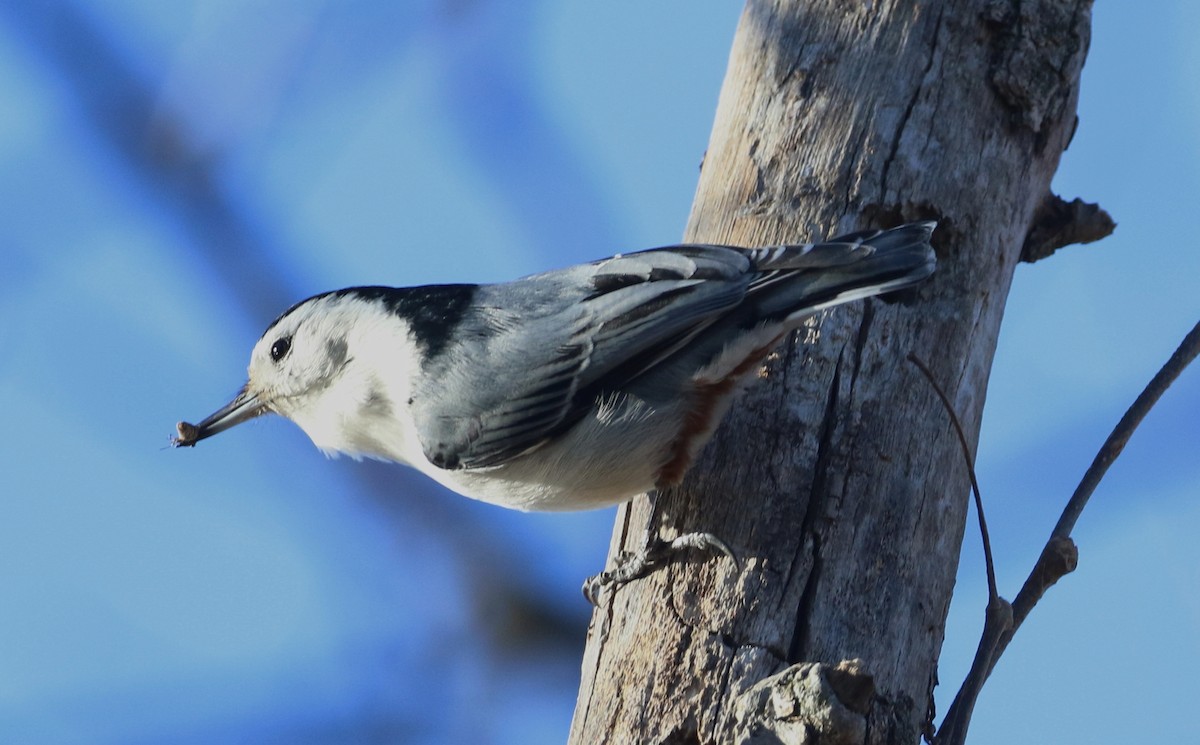 White-breasted Nuthatch - ML90339611