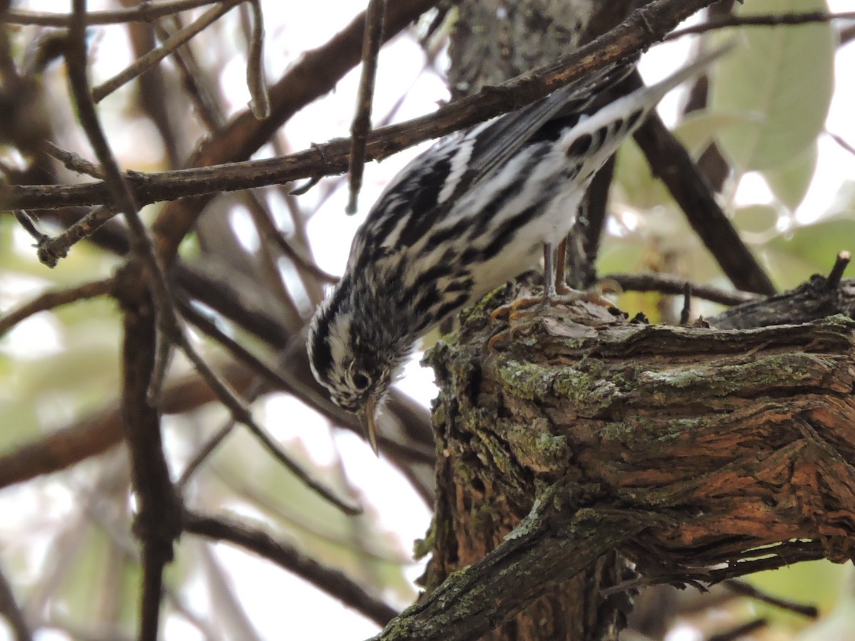 Black-and-white Warbler - ML90341611