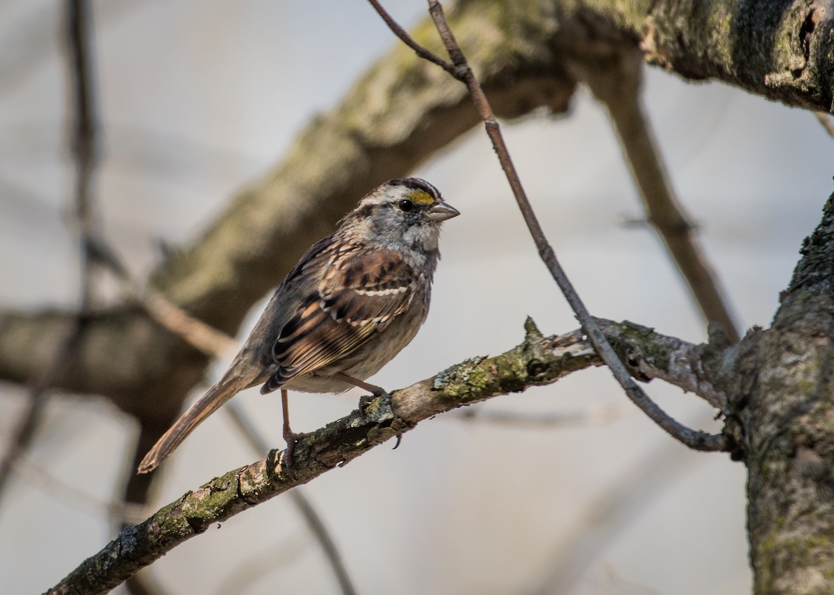 White-throated Sparrow - ML90342731