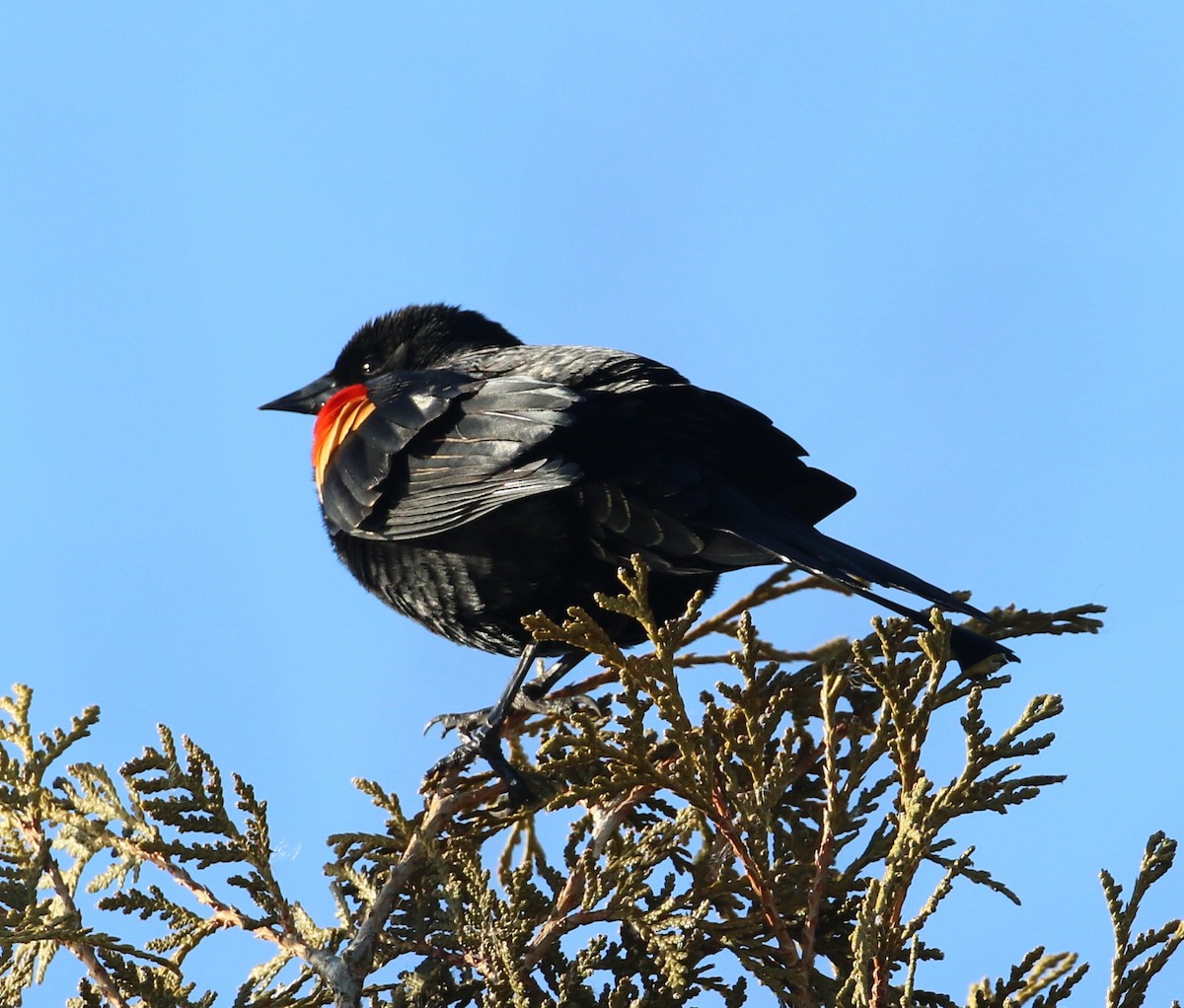 Red-winged Blackbird - ML90342881