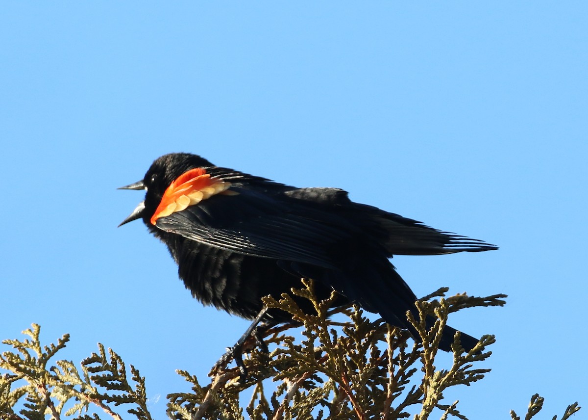 Red-winged Blackbird - ML90342941