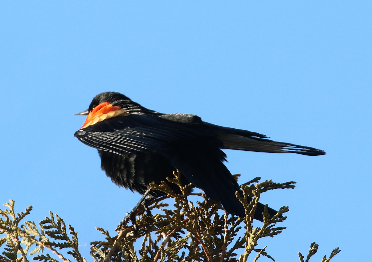 Red-winged Blackbird - ML90342961