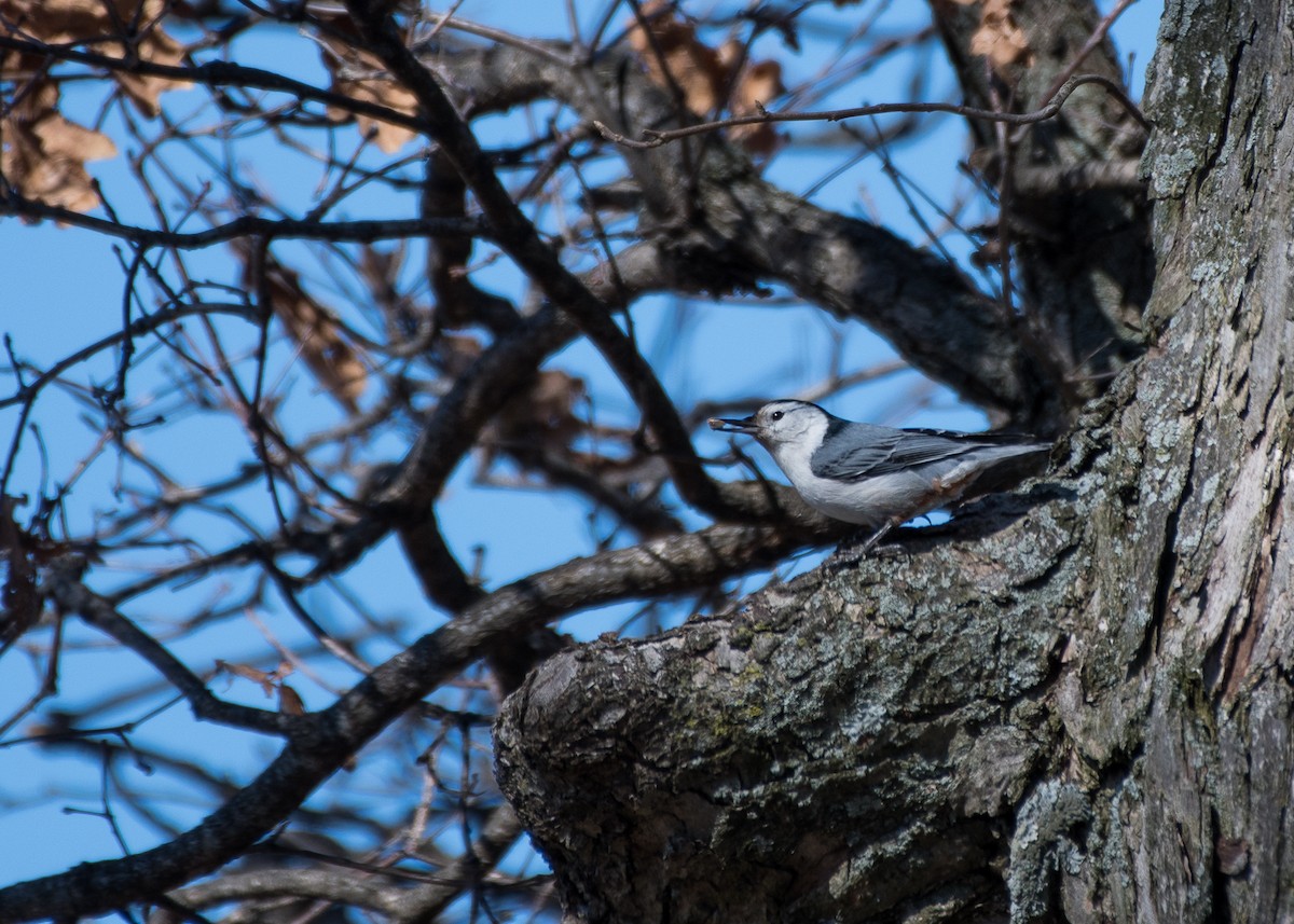 White-breasted Nuthatch - Sheila and Ed Bremer