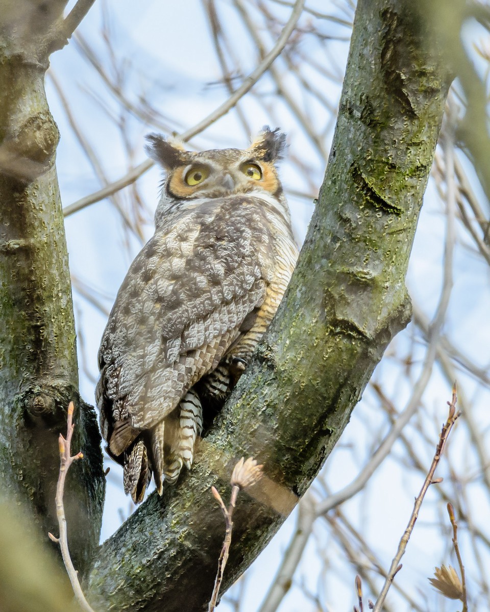Great Horned Owl - ML90344371