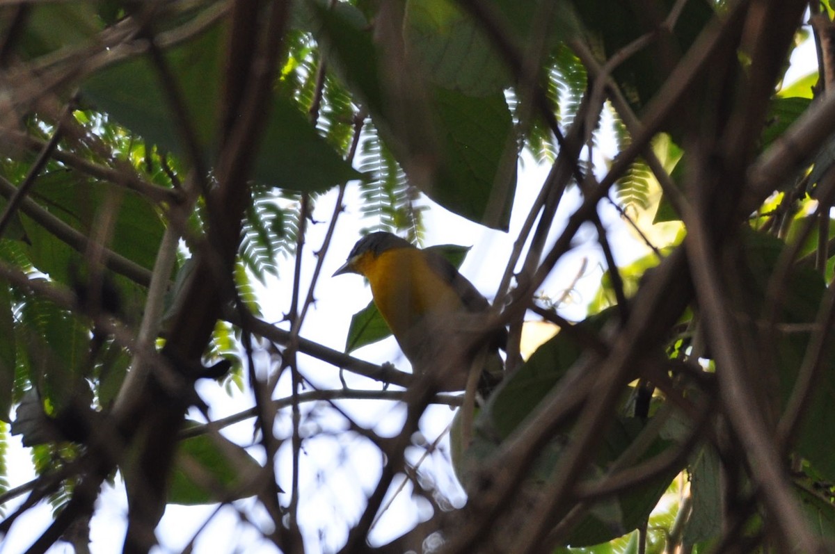 Yellow-breasted Chat - ML90344651