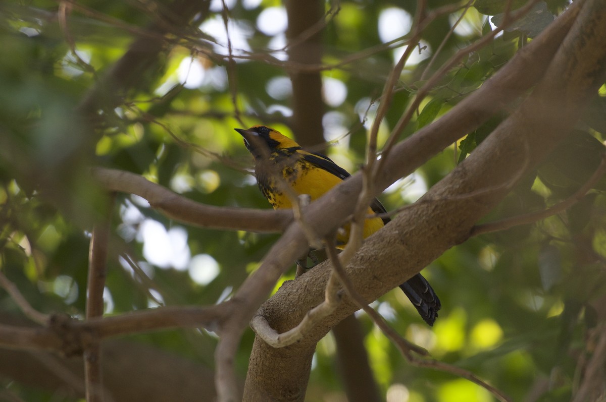 Spot-breasted Oriole - ML90344711