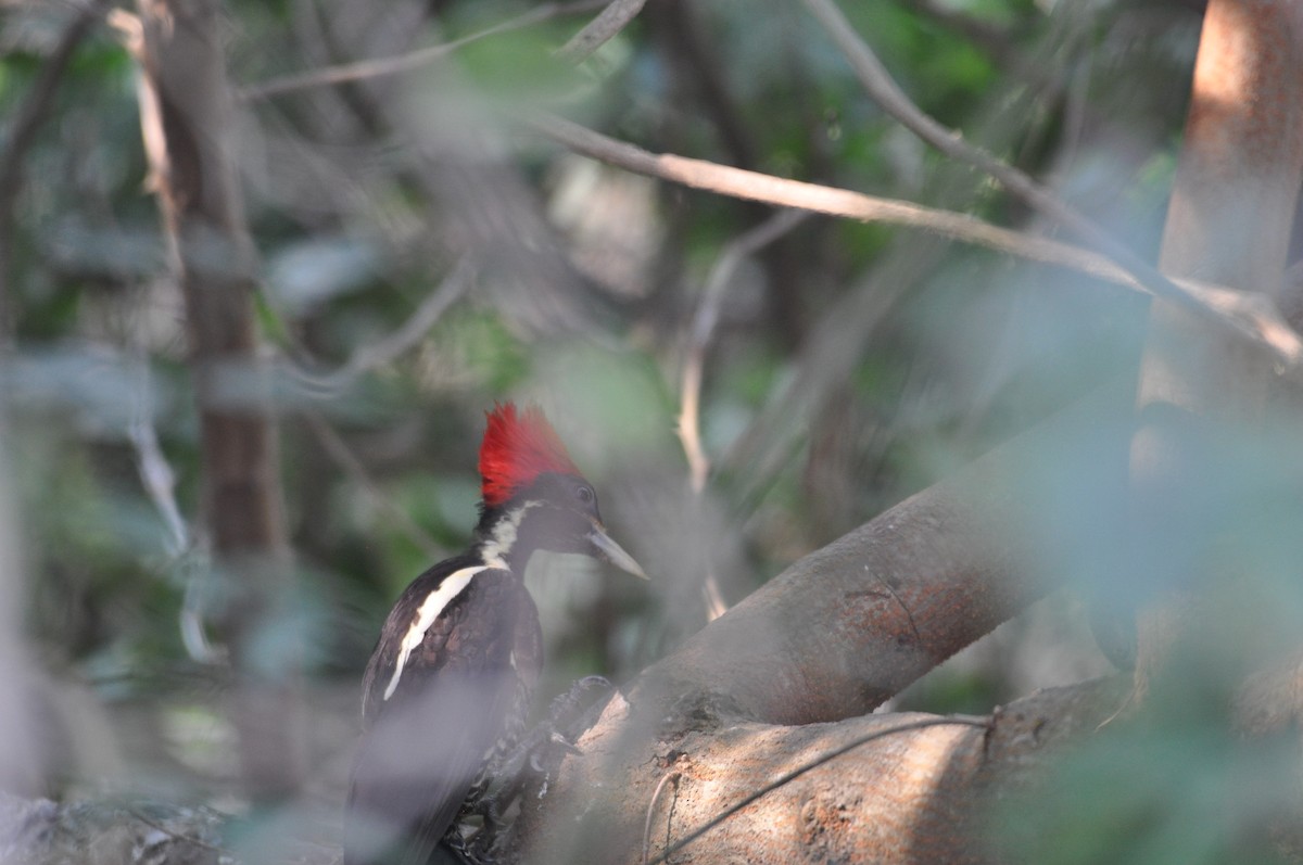 Lineated Woodpecker - ML90345051