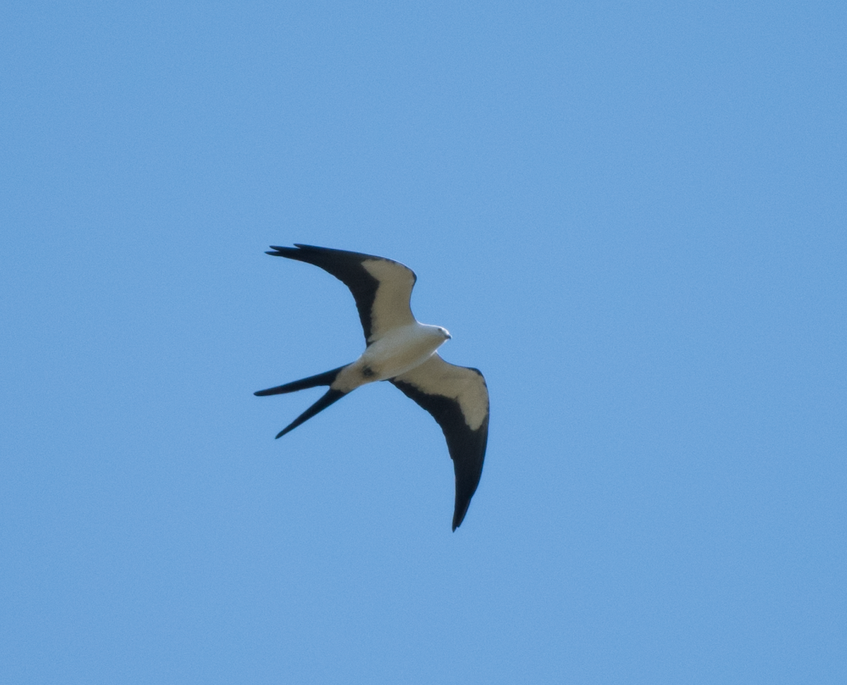 Swallow-tailed Kite - Tyler Ficker