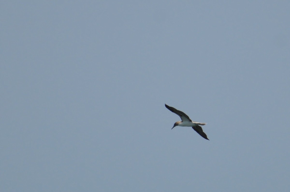 Blue-footed Booby - ML90347251