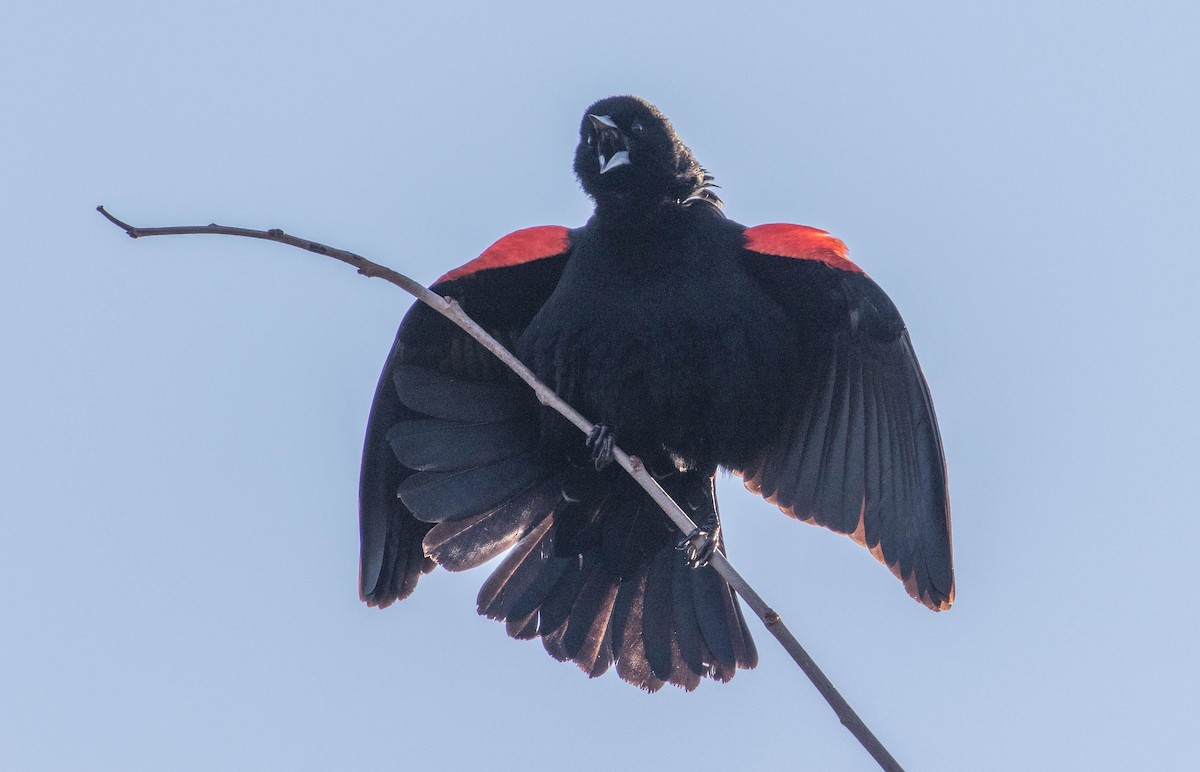Red-winged Blackbird - ML90349021