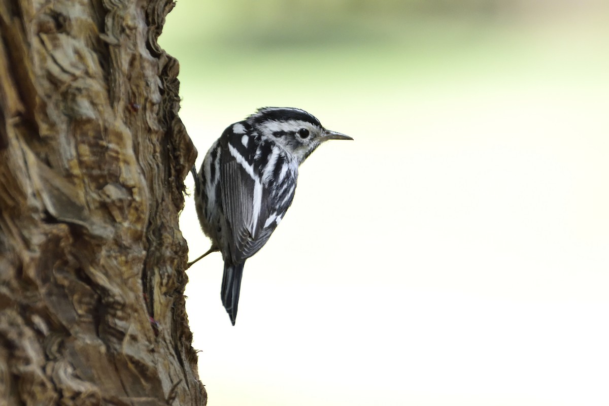 Black-and-white Warbler - ML90349331