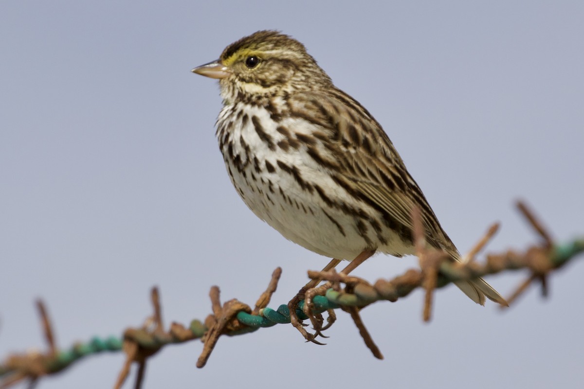 Savannah Sparrow (Belding's) - ML90351501