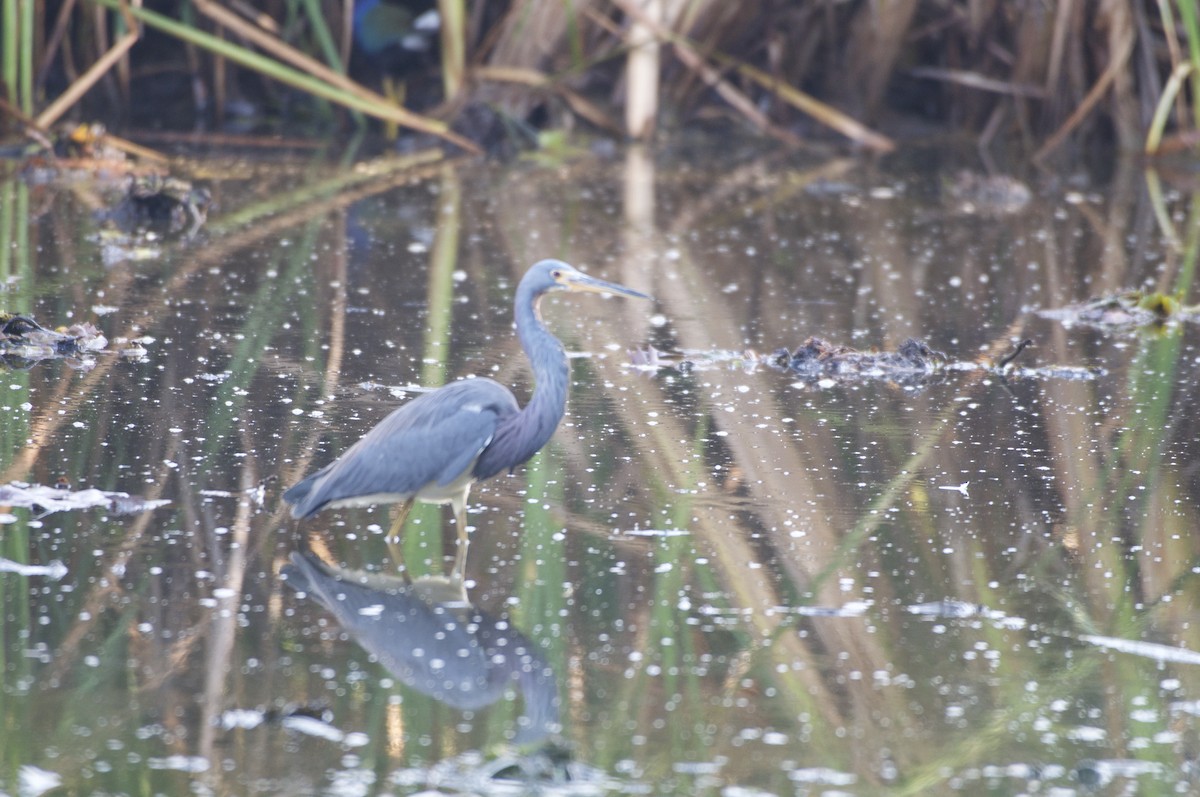 Tricolored Heron - Ethan Gosnell