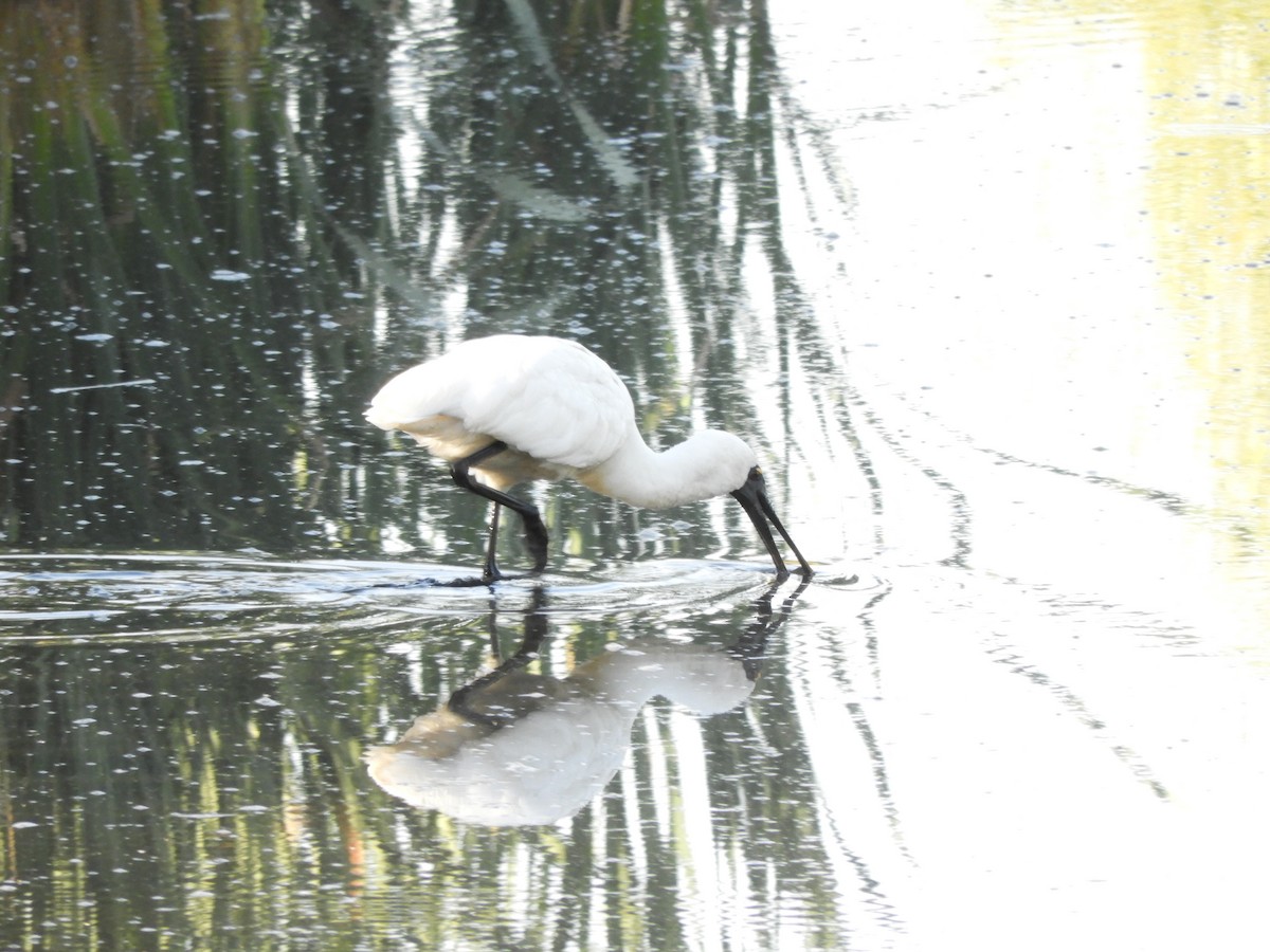 Royal Spoonbill - Anonymous