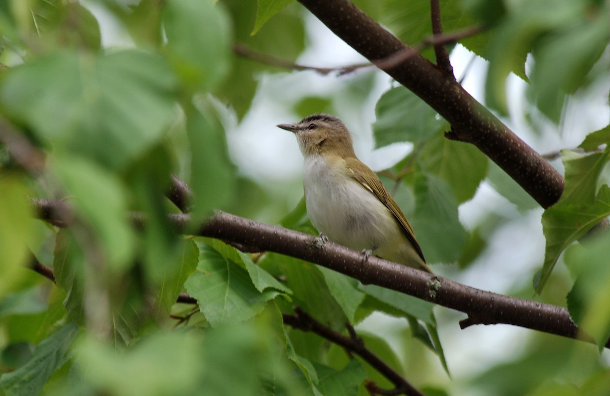 Red-eyed Vireo - Ryan O'Donnell