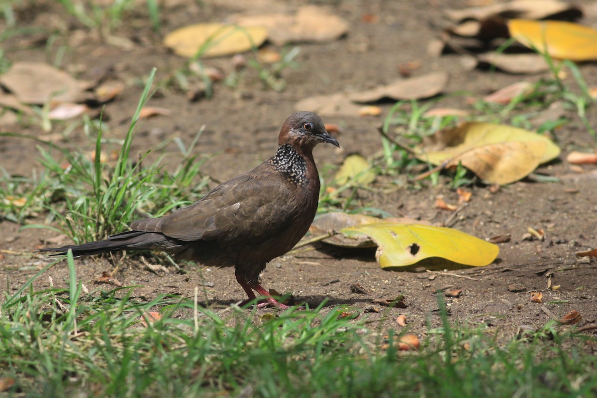 Spotted Dove - ML90355661