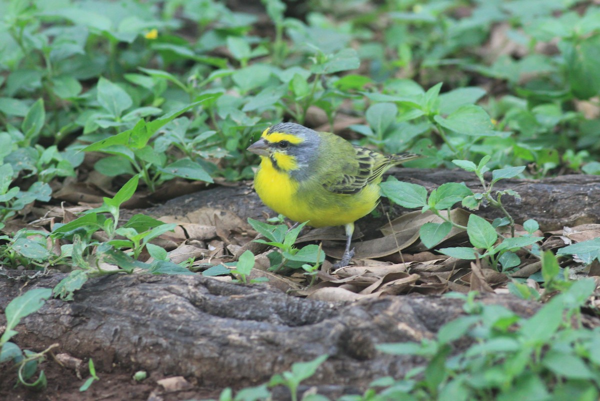 Yellow-fronted Canary - ML90356711