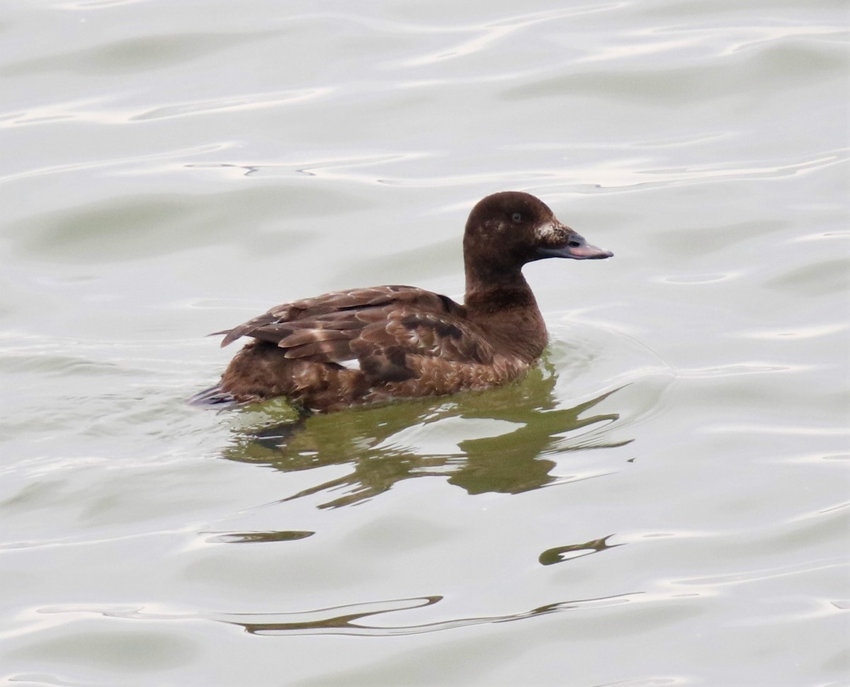 White-winged Scoter - Tammie Vied Smith