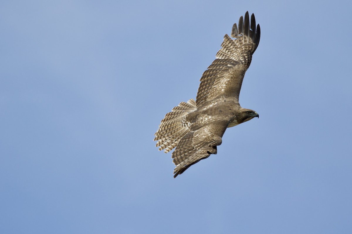 Red-tailed Hawk - Mike Sanders